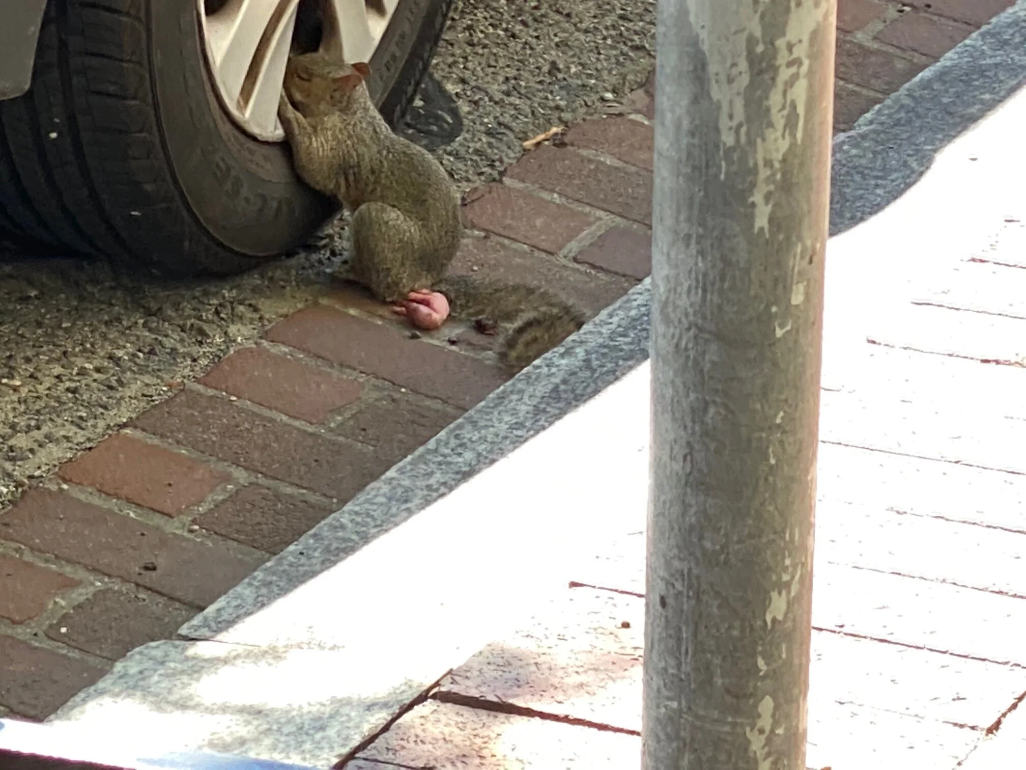 Yesterday I found a squirrel giving birth on a DC street and it was everything