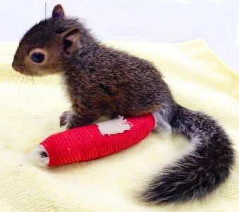 Found a baby squirrel in the District? This is what you do! 