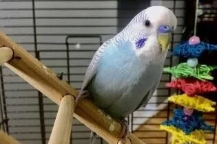 🦜ADOPT ME! Nigel and Woodstock are looking for a new home