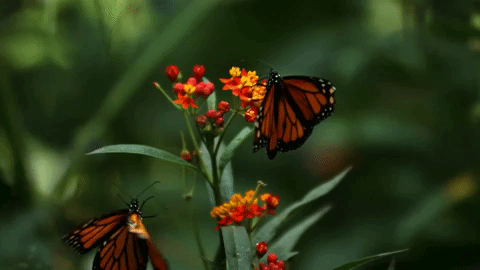 Aug 13 | Taking Action In Your Own Garden with DC Natives with Thorne Rankin