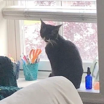 ADOPT ME! Tyler Purry, 11 months