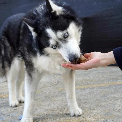 🐶ADOPT ME! Nikki, 10 years and 6 months