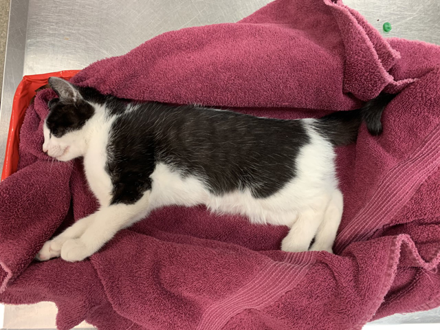 [PR] Humane Rescue Alliance investigates second animal sexual abuse case in less than two weeks