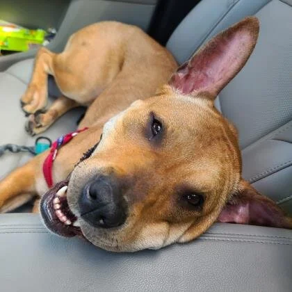 🐕ADOPT ME! Delfina