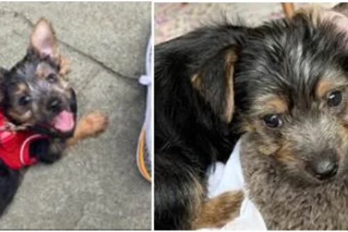 [PR] Suspect Sought in a Theft One Offense: Unit Block of N Street, Northeast