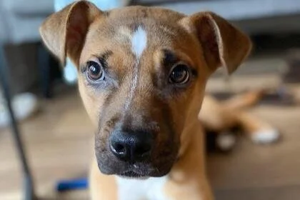 ADOPT ME! Mushroom, 10 months