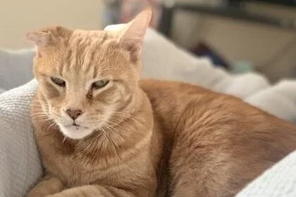 🐈 ADOPT ME | Jimi Hendrix is in need of a forever home! 