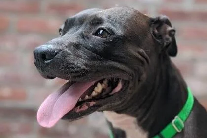 🐕‍🦺 ADOPT ME! Rebie, age 6