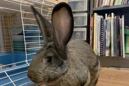 🐰ADOPT ME! Thumper the rabbit