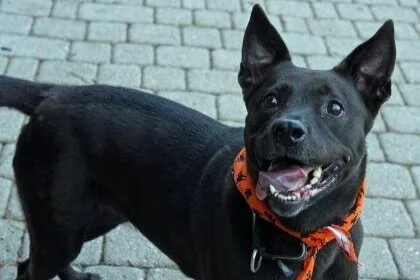 🐕‍🦺 ADOPT ME! LA is looking for a good home!