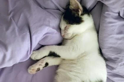 🐈 ADOPT ME! Greg, 5 months