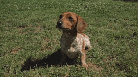 Take a moment and sign the petition for a Dog Park in Oxon Run Park