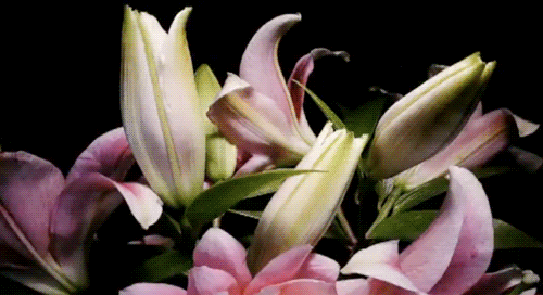 April 11 | Petal Share needs volunteers for 'Petals To The People' event
