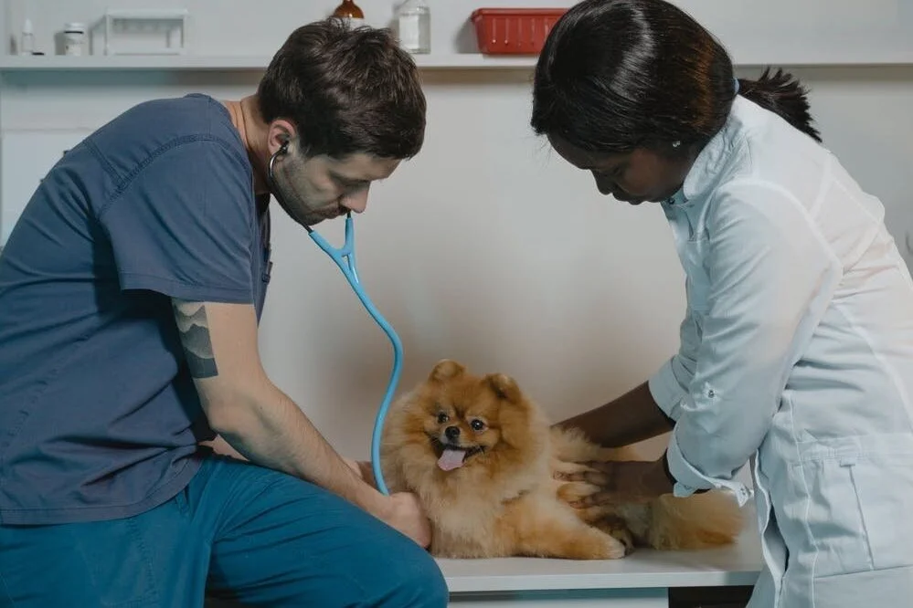 May 22 | Veterinary Technicians Career Exploration Event for High School Students