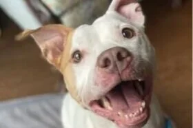 🐾ADOPT ME! Betty, lover of tennis balls