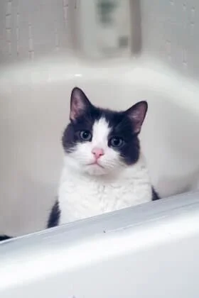 🐾 ADOPT ME! Sir Kitty