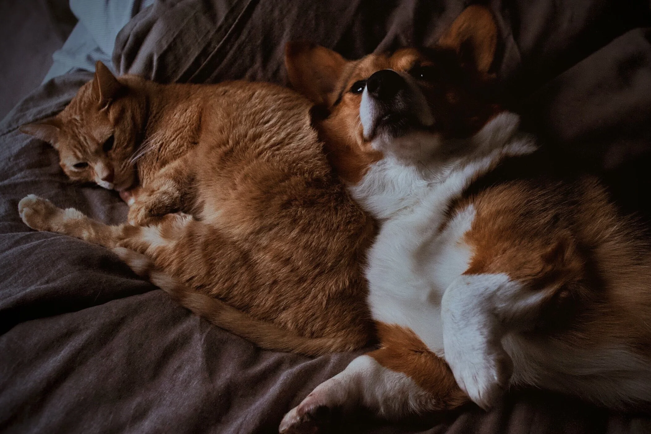 June 5 | Free Rabies + Distemper Vaccines BY APPOINTMENT ONLY