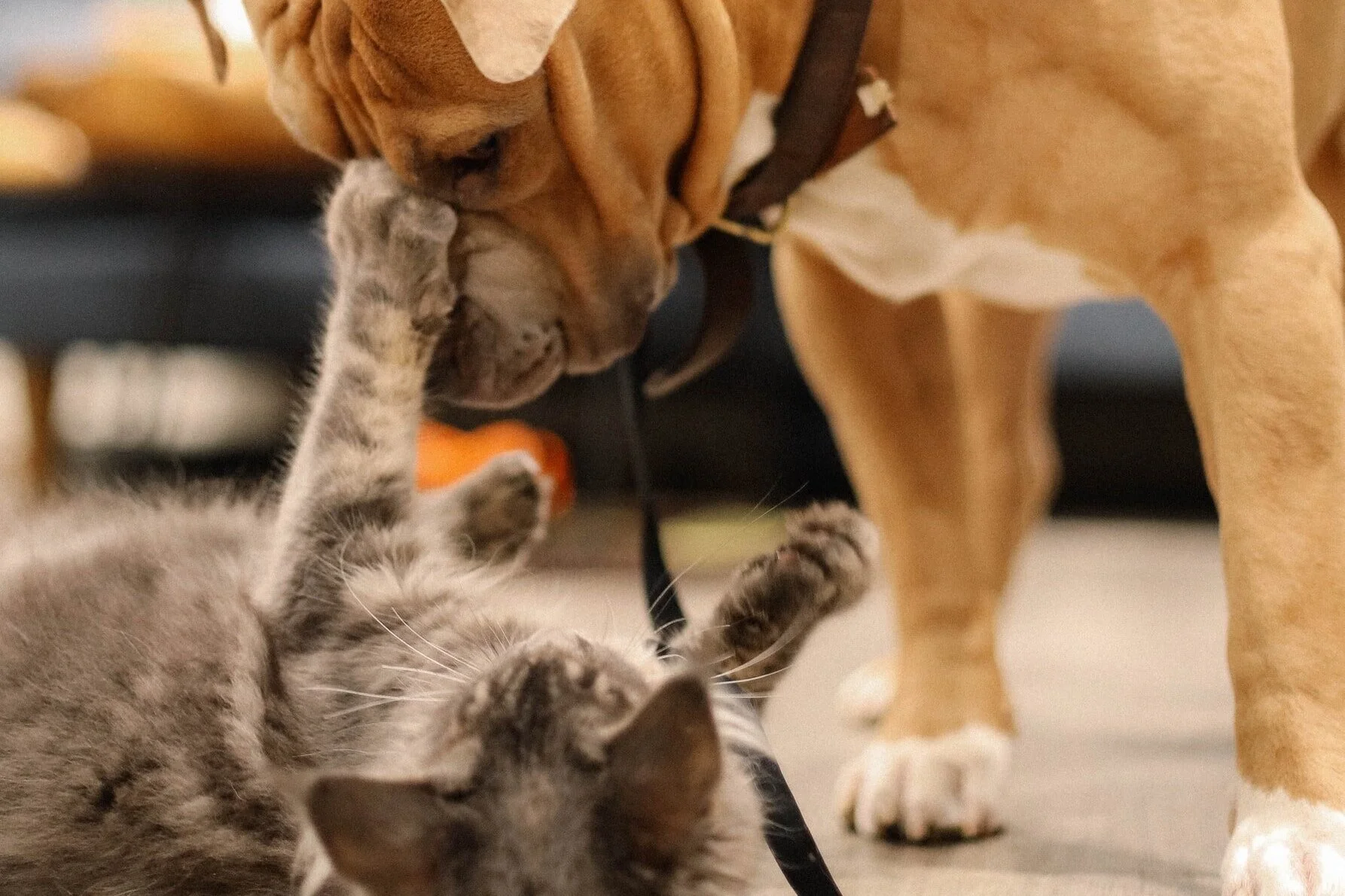 June 5 | Free Rabies + Distemper Vaccines BY APPOINTMENT ONLY