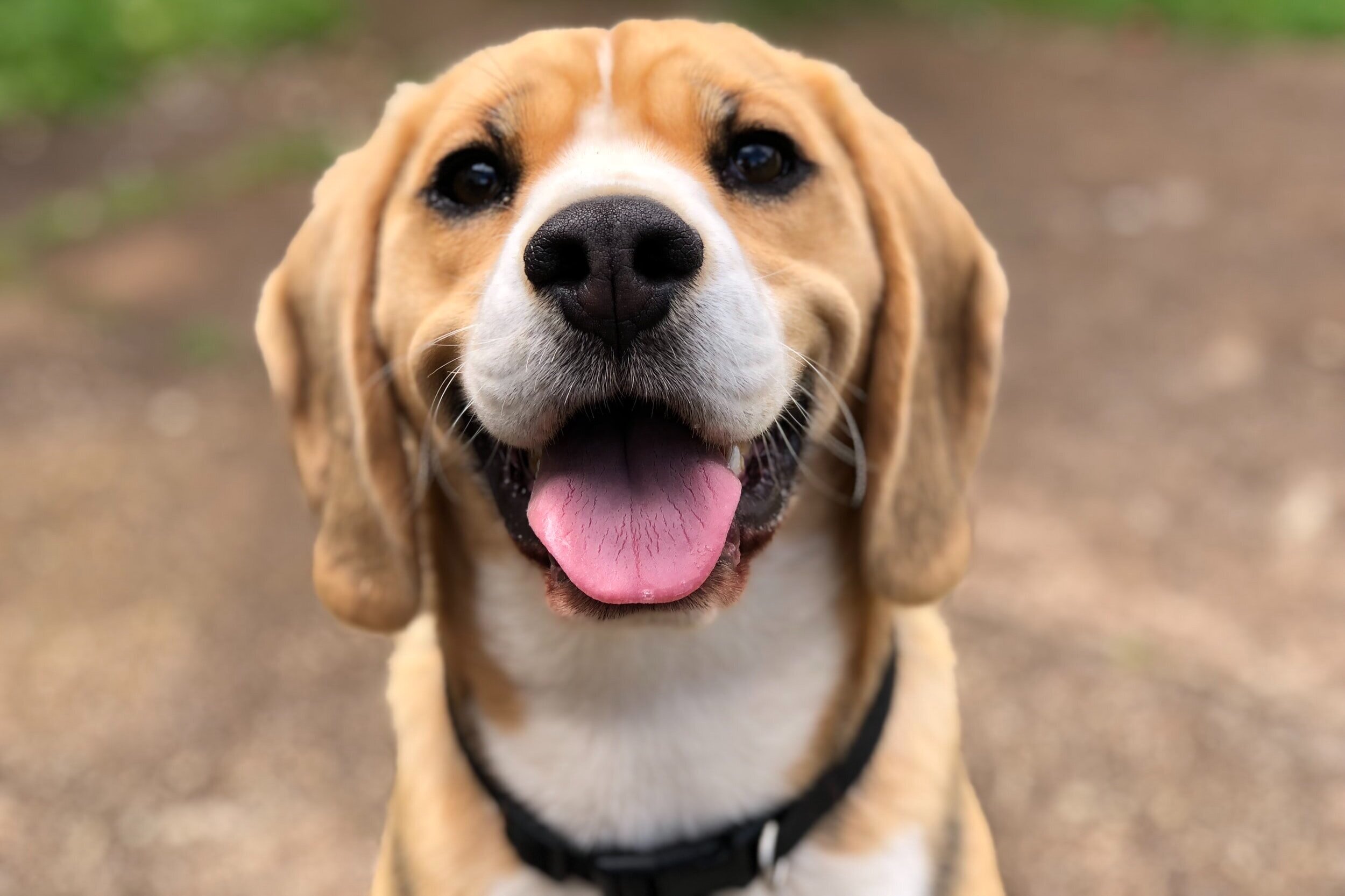 Humane Rescue Alliance seeks teens from 20020 for free dog training class