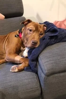 Humane Rescue Alliance is waiving pet adoption fees through Sunday, June 27!