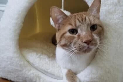 Humane Rescue Alliance is waiving pet adoption fees through Sunday, June 27!