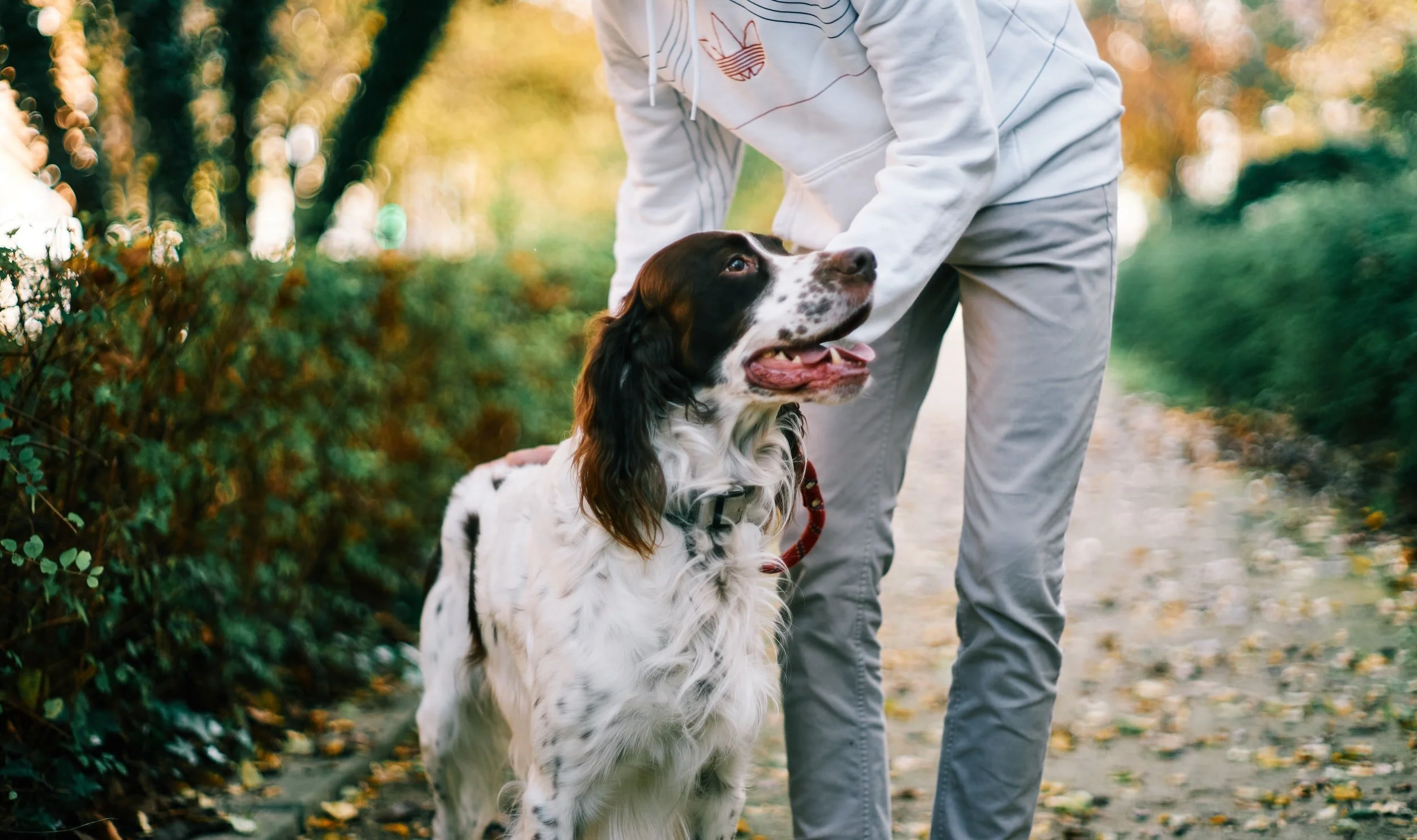 WARD 8 OPPORTUNITY ALERT | Humane Rescue Alliance seeks teens from 20020 for free dog training class