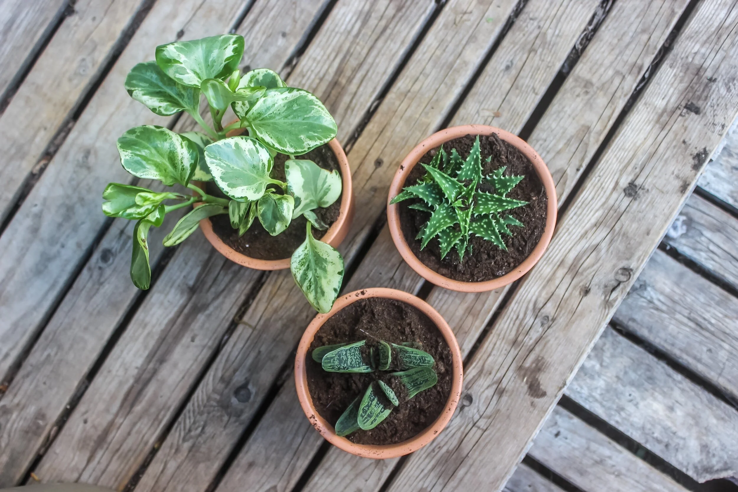 July 3 | Plant A Seed Workshop at Deanwood Rec Courtyard