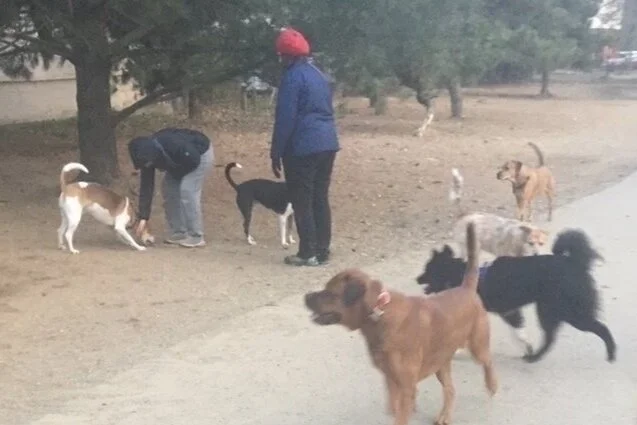 Petition For Full Funding for the Texas Avenue Dog Park in Ward 7