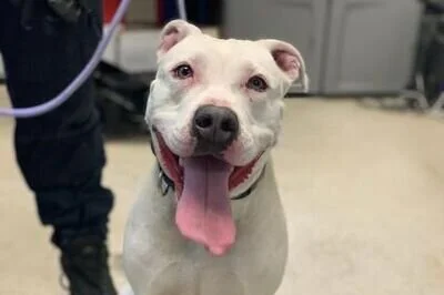 Humane Rescue Alliance is waiving pet adoption fees through today!