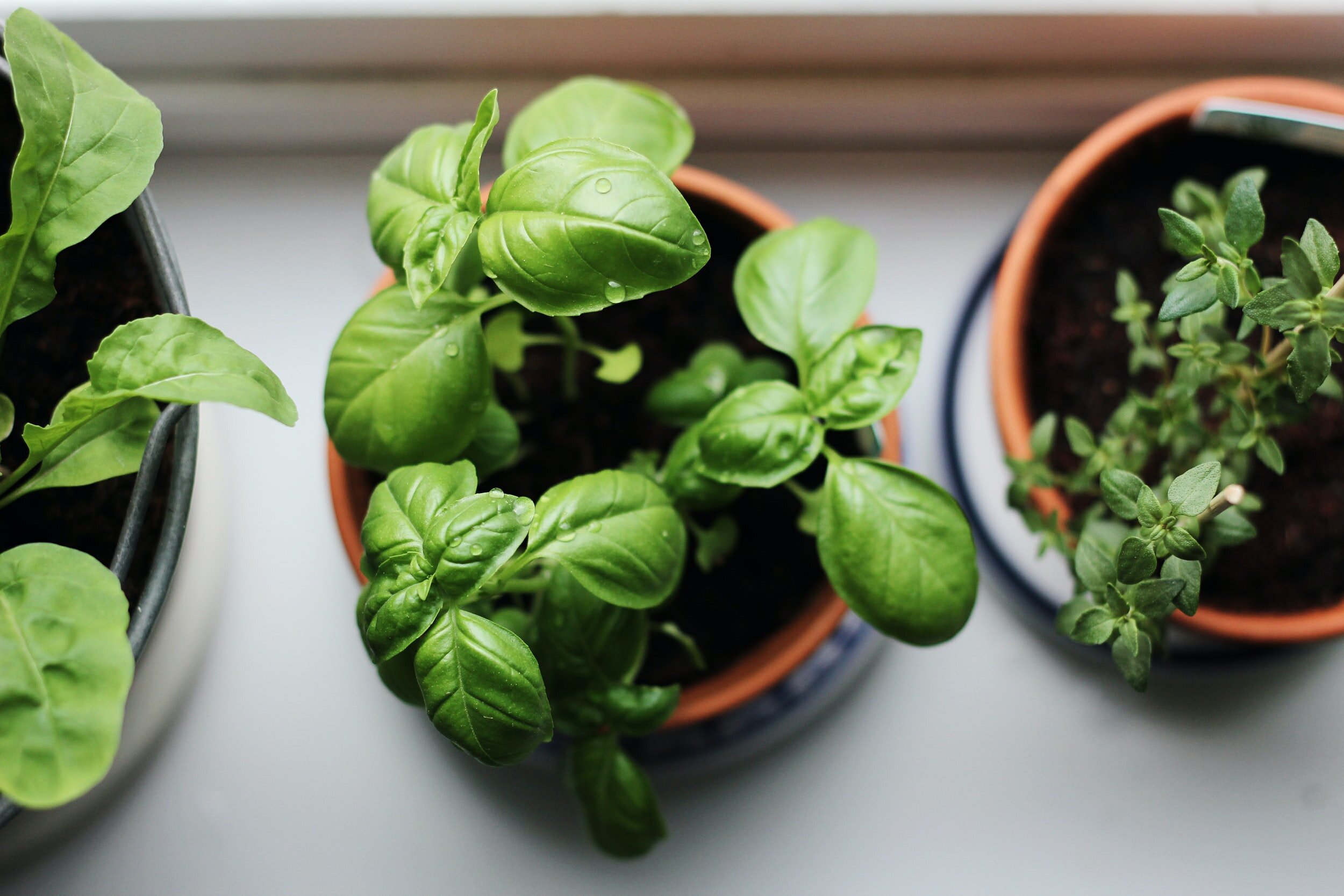 July 3 | Plant A Seed Workshop at Deanwood Rec Courtyard