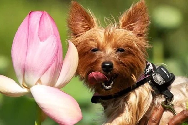 July 23 | Dog Pack Walk at Kenilworth Aquatic Gardens