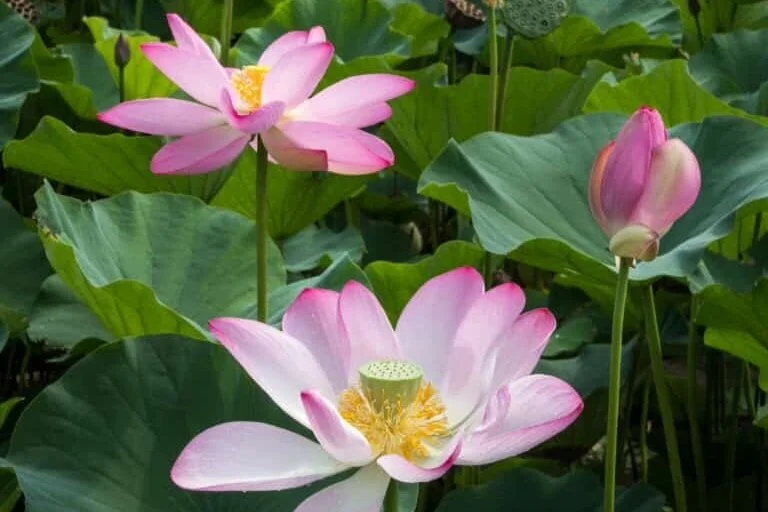 Sept 4 | Free Steel Band Concert and Free Yoga in Ward 7