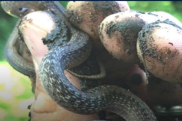 Sept 16 - 19 | Sign up now for the Anacostia River BioBlitz 