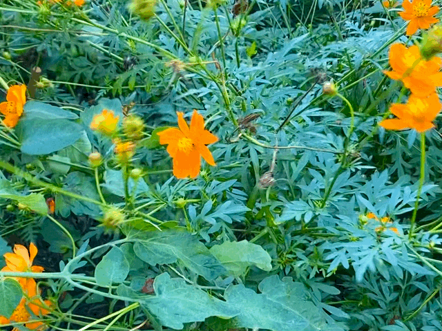 IN PHOTOS | The Botanical Gardens of Historic Anacostia