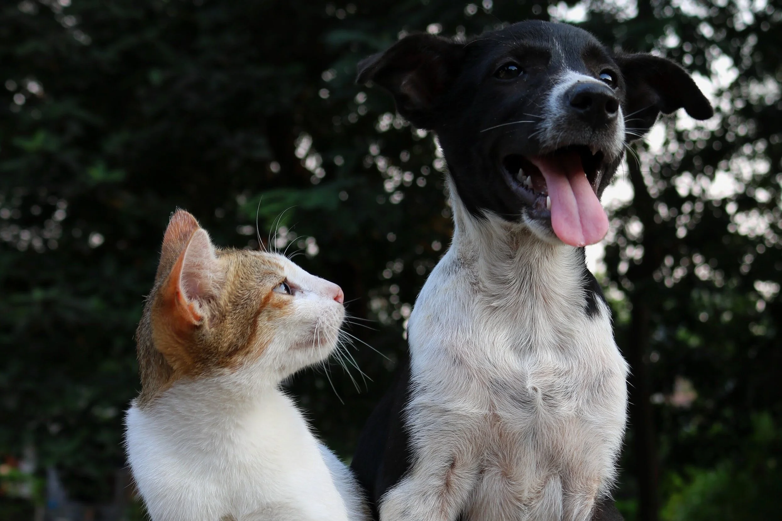 Oct 2 | Free Pet Vaccinations in Ward 7
