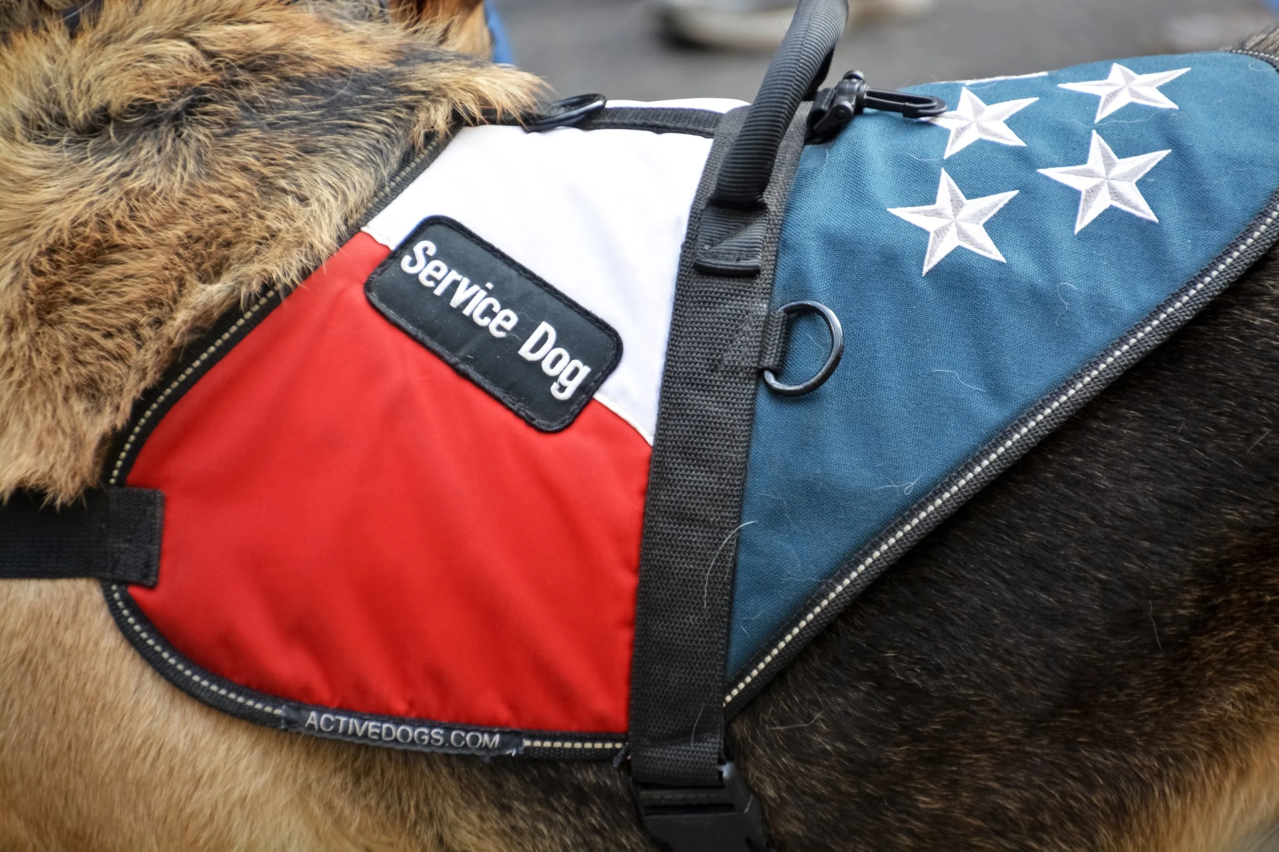 Dec 27 | Cool Dogs with Extraordinary Jobs Virtual Workshop - Register Now!