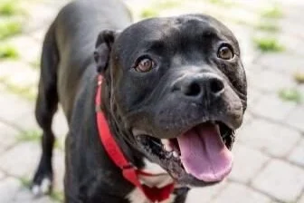🐕‍🦺 ADOPT ME | Smokey, age 2