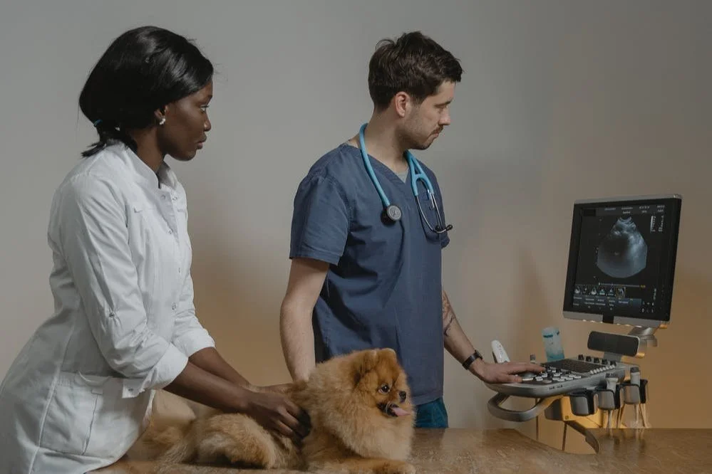 Jan 29 | Veterinary Medicine Career Virtual Info Session for High School Students