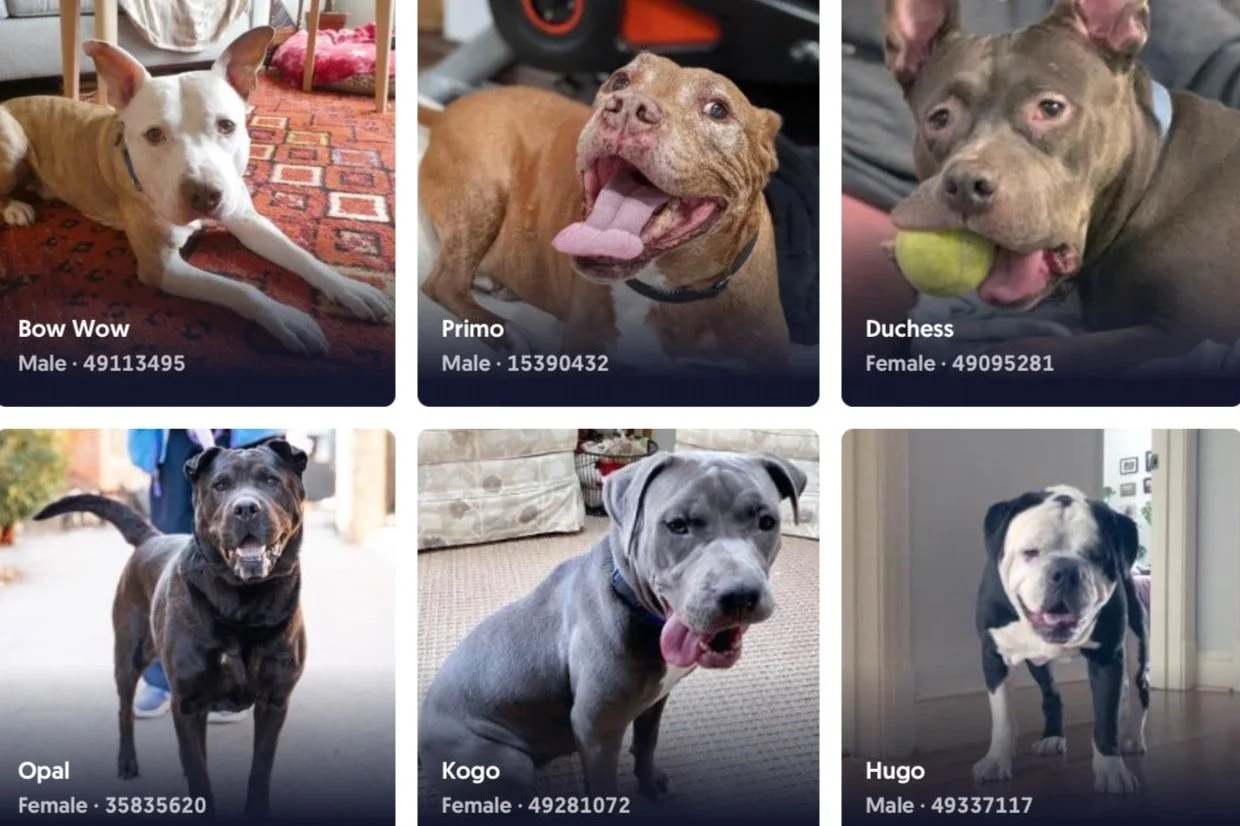 🐶 Now - Feb 13 | No adoption fees for dogs over 40lbs at Humane Rescue Alliance 