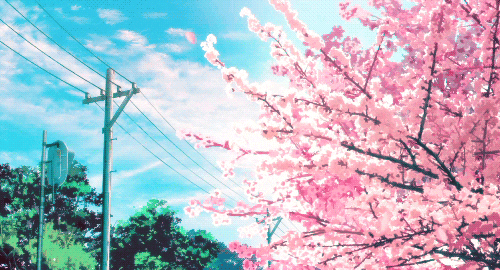 Have Cherry Blossom trees in your neighborhood? Porchfest DC wants to know about it! 