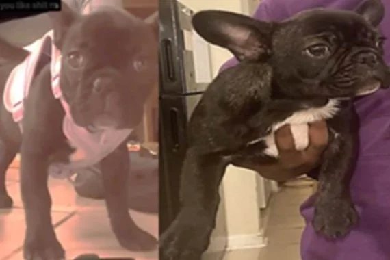 STOLEN DOG | Information Sought in a Burglary Two Offense: Unit Block of Forrester Street, SW