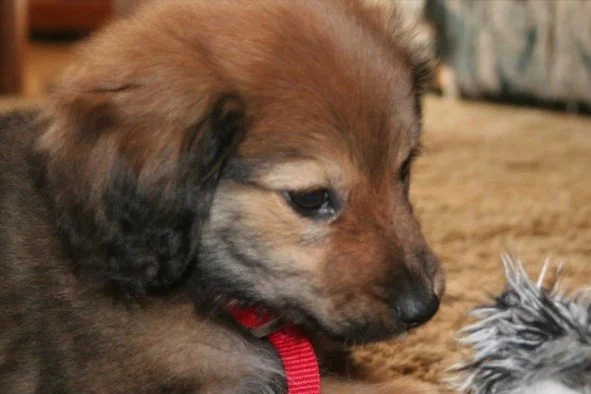 FUNDRAISER ALERT | Ward 8 Resident seeks financial help for sick dog, Dusty