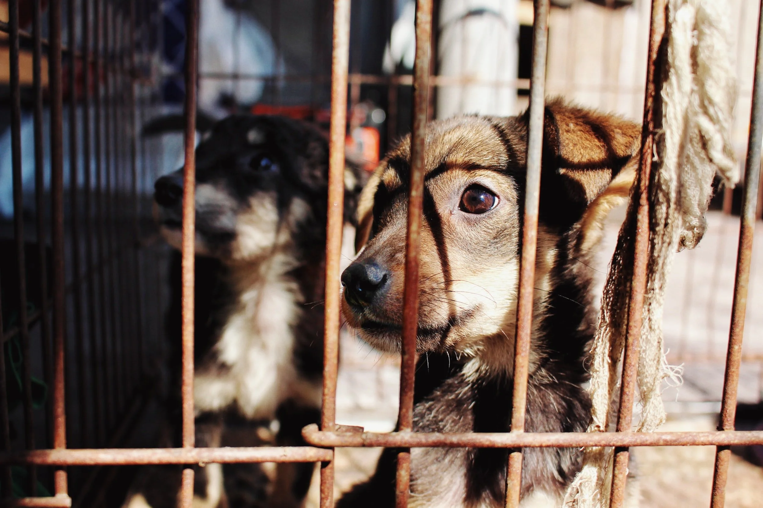 BE A GOOD CITIZEN | Recognizing &amp; Reporting Animal Cruelty in DC