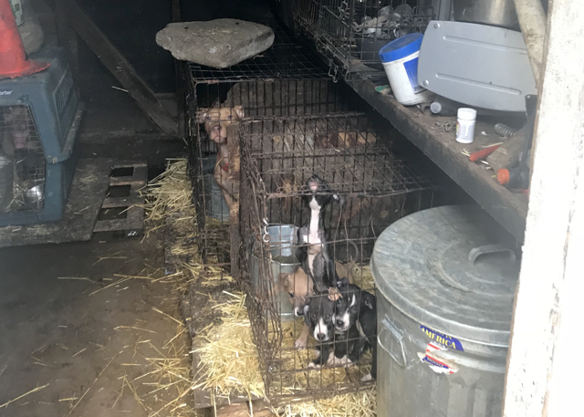 Jaquan Jackson, 35, of Washington, D.C. Found Guilty of Animal Cruelty Involving Dogs Kept at His Residence
