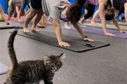 August 21 | Kitten Cuddle Yoga Play Time with Jess Pierno 