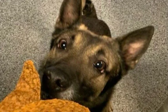 The Metropolitan Police Department Regrets to Announce the Passing of K9 Rocket