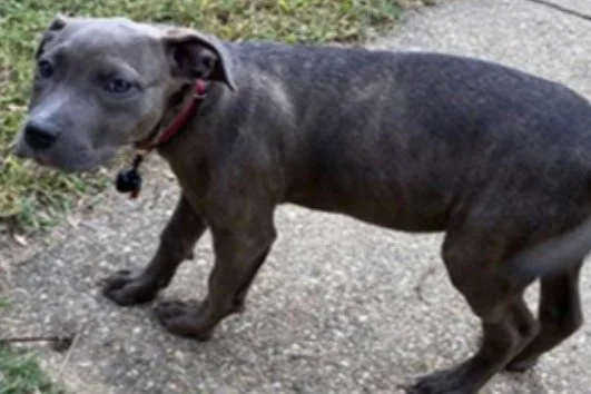 STOLEN DOG | Information Sought in an Armed Robbery (Gun) Offense: 4500 Block of Polk Street, NE
