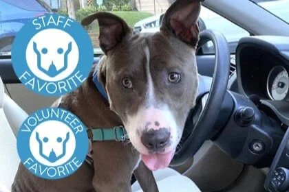 🐾 ADOPT ME! Sylvester, now available at the Humane Rescue Alliance