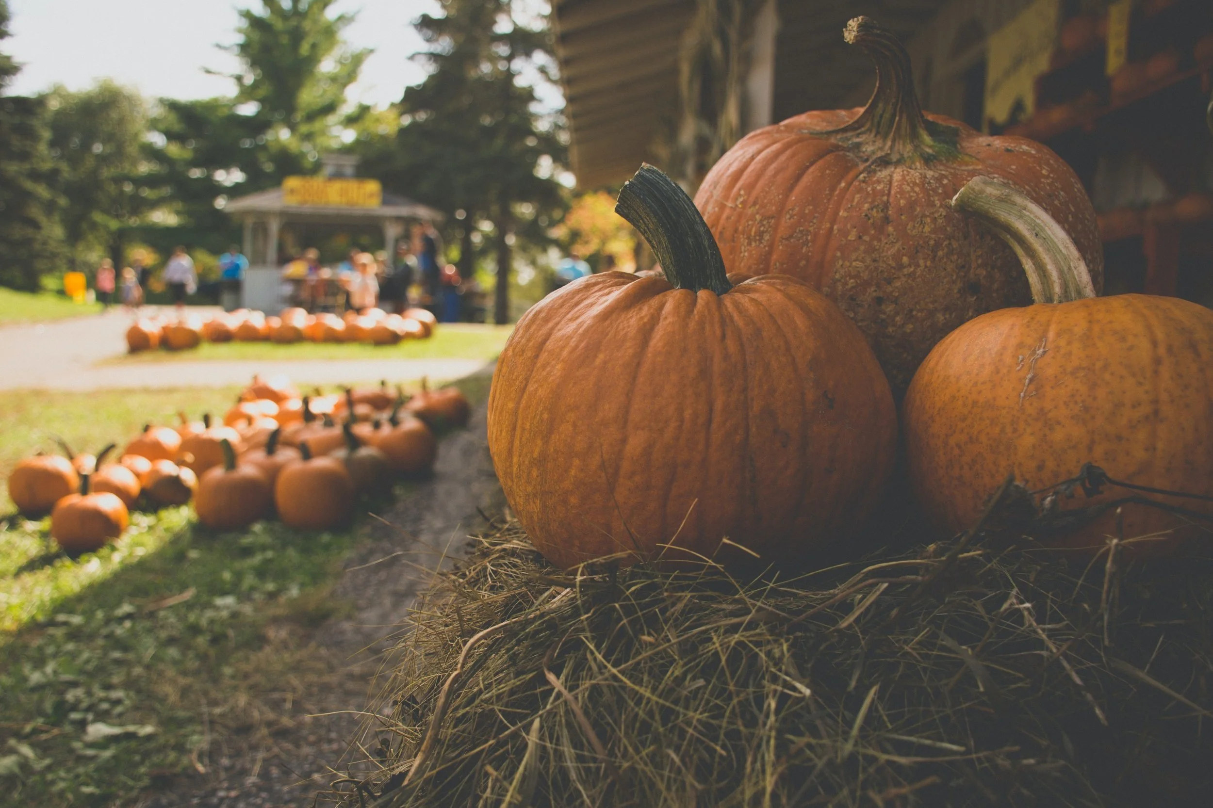 Oct 29 | Washington Parks and People Harvest Festival in Ward 7