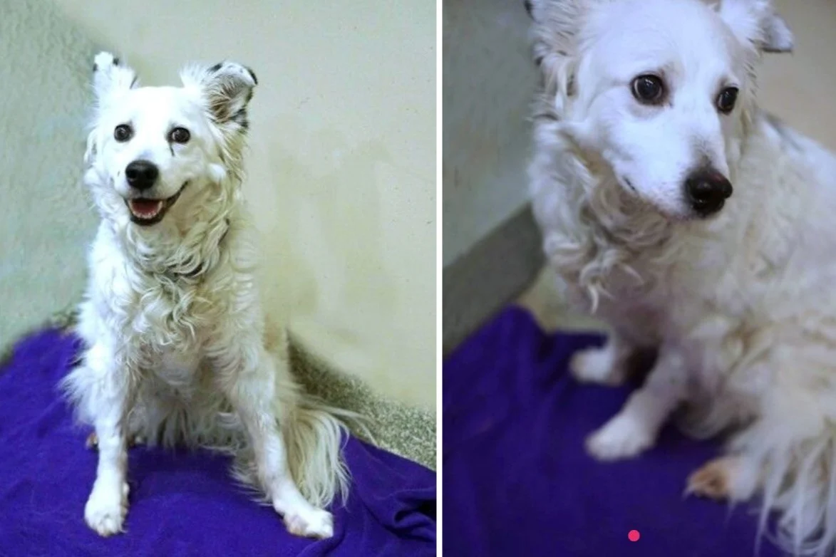 ADOPT A PET | Kimba is looking for a good home